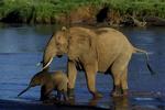 Under borgerkrigen i Sudan var krybskytter en af truslerne mod de vilde dyr. Organisationen Care for the Wild anslog i 2003, at krybskytter hvert år skyder mellem 6.000-12.000 elefanter for at forsyne det illegale elfenbensmarked i Sudan. Elefanterne på billedet er fra en nationalpark i Kenya. 