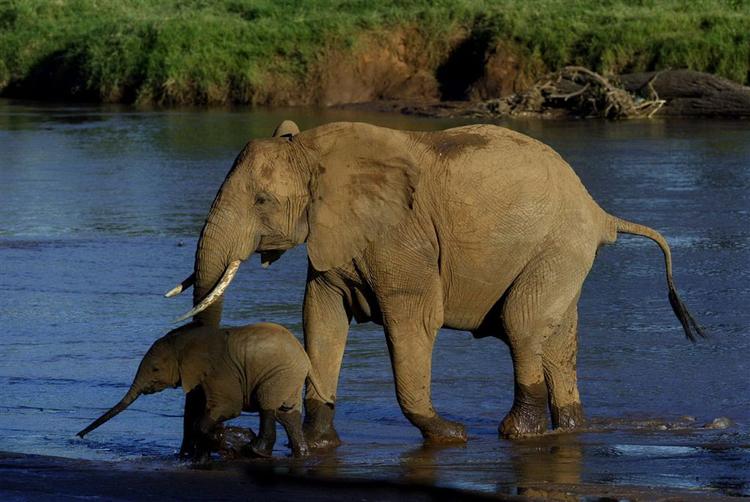 Under borgerkrigen i Sudan var krybskytter en af truslerne mod de vilde dyr. Organisationen Care for the Wild anslog i 2003, at krybskytter hvert år skyder mellem 6.000-12.000 elefanter for at forsyne det illegale elfenbensmarked i Sudan. Elefanterne på billedet er fra en nationalpark i Kenya. 