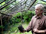 Det brogede tempeltræ Gingko biloba Variegata var populært hos Arne Jakobsens kunder på årets plantemarked i Kolding.Guld og krøl. Det gamle drivhus mangler de fleste ruder. I potten har Arne Jakobsen podet en guldregn med krøllede blade. 