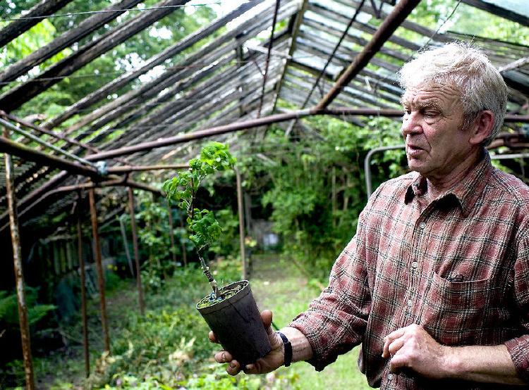 Det brogede tempeltræ Gingko biloba Variegata var populært hos Arne Jakobsens kunder på årets plantemarked i Kolding.Guld og krøl. Det gamle drivhus mangler de fleste ruder. I potten har Arne Jakobsen podet en guldregn med krøllede blade. 