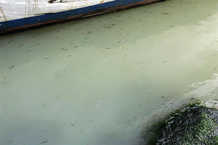 Flere danske have er ramt af iltsvind, blandt andet Mariager Fjord, som det også var tilfældet i 2006 som vist på billedet. 