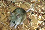 BRITAIN CYPRUS NEW MAMMAL