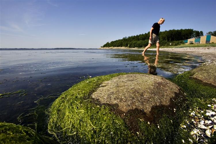 Klimaændringer medfører ofte iltsvind i de danske farvande. 