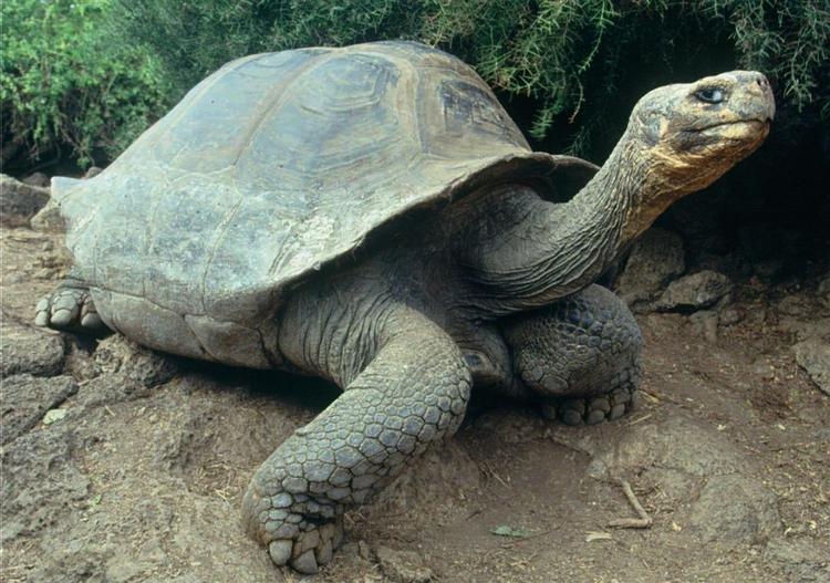 Denne kæmpeskildpadde hører hjemme på Galagapos Øerne og er således en del af verdenskulturarven. 