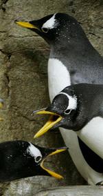 De kan ikke fordrage smagen af hvidløg, men det er godt for de små pingviner, mener dyrepasserne i Shanghai Zoo. 