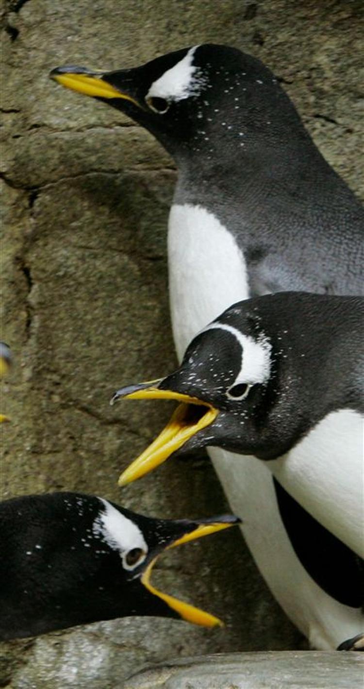 De kan ikke fordrage smagen af hvidløg, men det er godt for de små pingviner, mener dyrepasserne i Shanghai Zoo. 