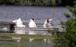 GERMANY BIRDFLU