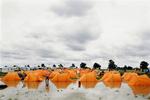 RoskildeFestival Fredag