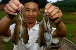 China Mice