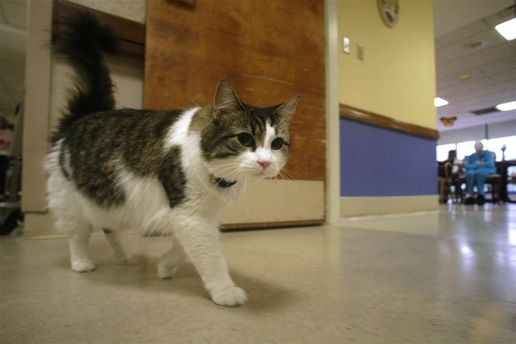 Katten Oscar er måske på vej til at overbringe et ubehageligt budskab til endnu en patient. 