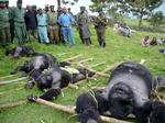 Fire bjerggorillaer er fundet skudt i Virunga-nationalparken. 