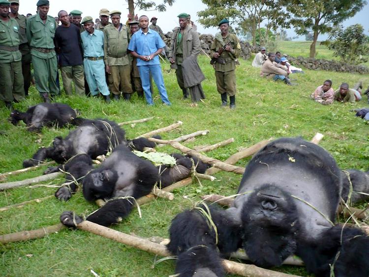 Fire bjerggorillaer er fundet skudt i Virunga-nationalparken. 