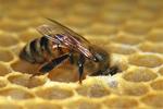One bee with it's head in a honey comb