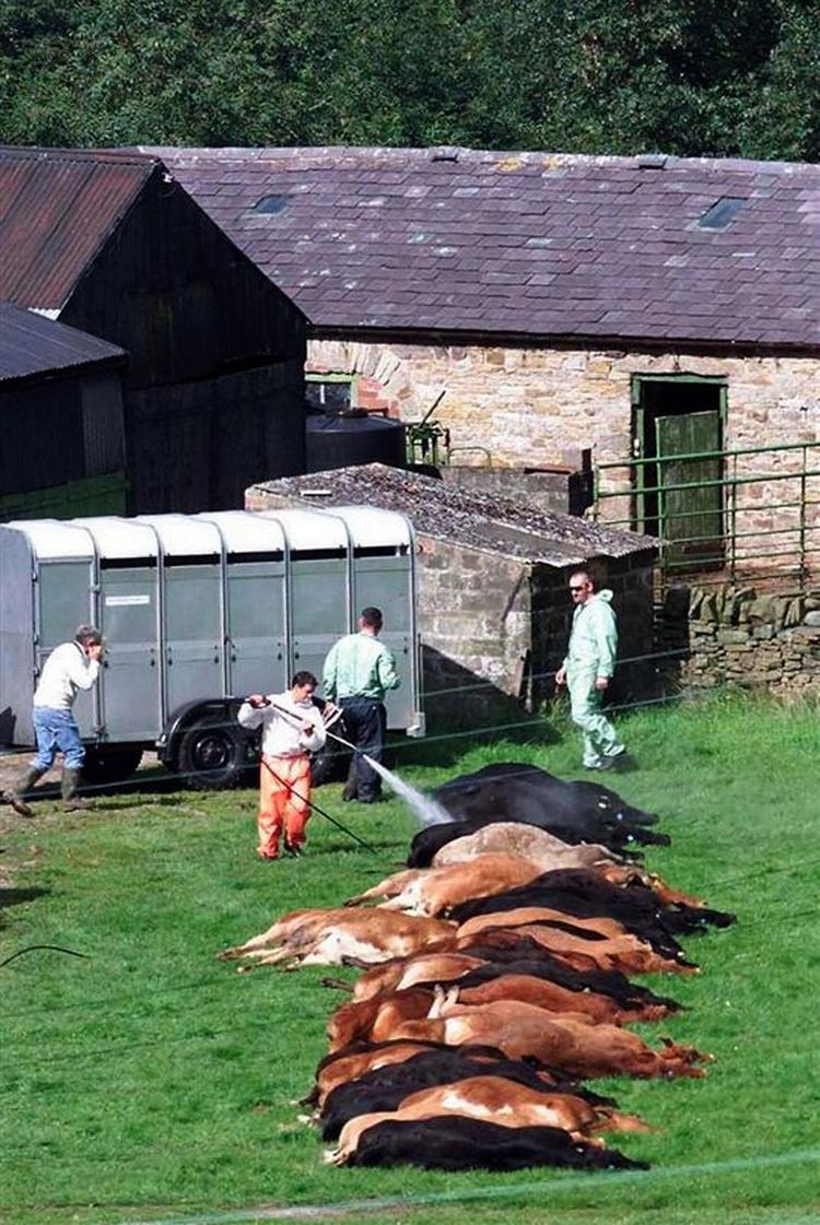 Ved det seneste større udbrud af mund- og klovsyge i Storbritannien i 2001 blev op mod 10 millioner dyr slået ned. 