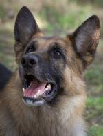 Politihunde