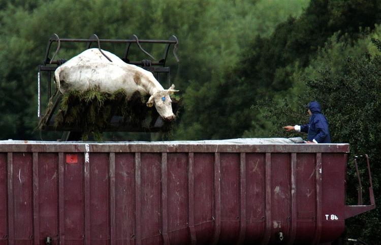 Aflivet kvæg destrueres efter mund- og klovsyge-udbrud i England. 