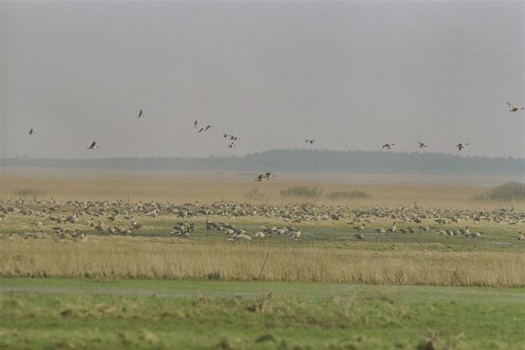 Dansk Naturfredningsforening frygter for naturrigdommen, hvis brakmarker udnyttes. 