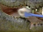 Krokodille