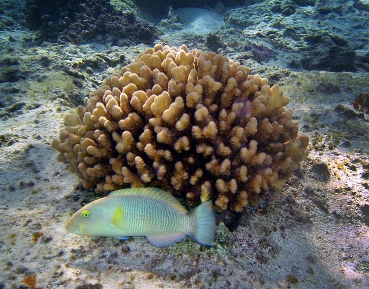 Rige ubådsejere kan på nærmest hold undersøge livet under vandet. Her et koralrev ved Hawaii. 