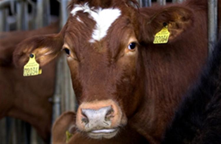 Arla bliver presset af høje priser på det tyske marked. 
