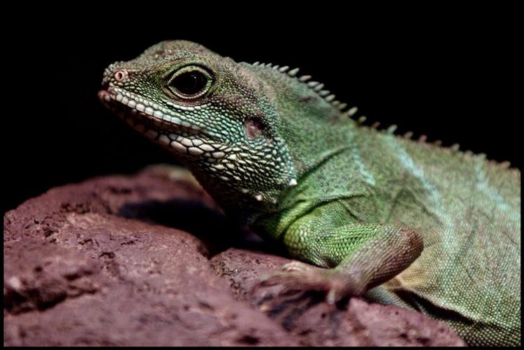 Lille, kvik leguan fra Zoologisk Have i København. 