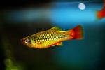 fisk 2