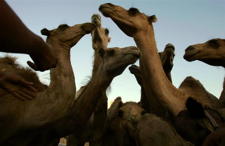 Arabiske kameler har formentligt været udsat for madforgiftning. Disse bor dog i Ramallah. 