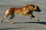 Myndighederne i det nordlige Mexico havde regnet med at finde en malinois-hyrdehund i transportkassen. I havde en falsk betjent placeret et gadekryds i kassen. 
