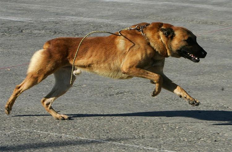 Myndighederne i det nordlige Mexico havde regnet med at finde en malinois-hyrdehund i transportkassen. I havde en falsk betjent placeret et gadekryds i kassen. 
