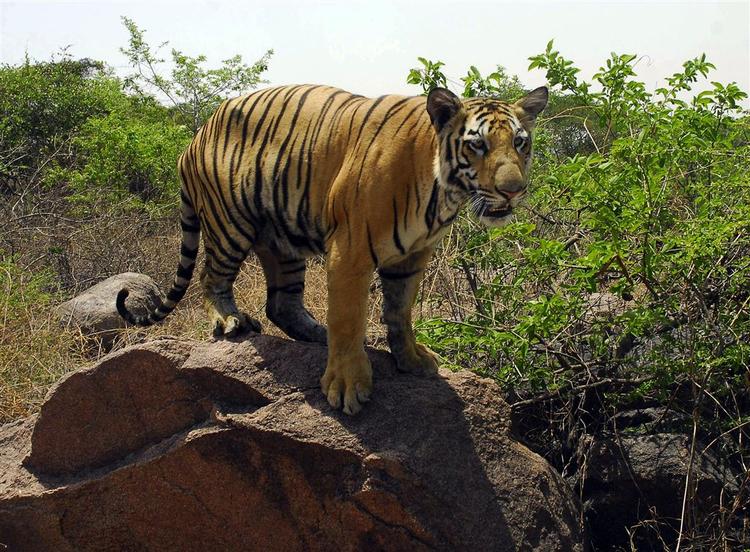 Man troede krybskytter havde udryddet tigeren fra bjergregnskoven Maharashtra i det vestlige Indien. Men nu er der dukket mindst 20 op igen. På billedet ses en tiger fra et andet område, Nehru, i provinsen Hyderabad. 