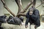 Chimpanser er den oprindelige Karl Smart. 