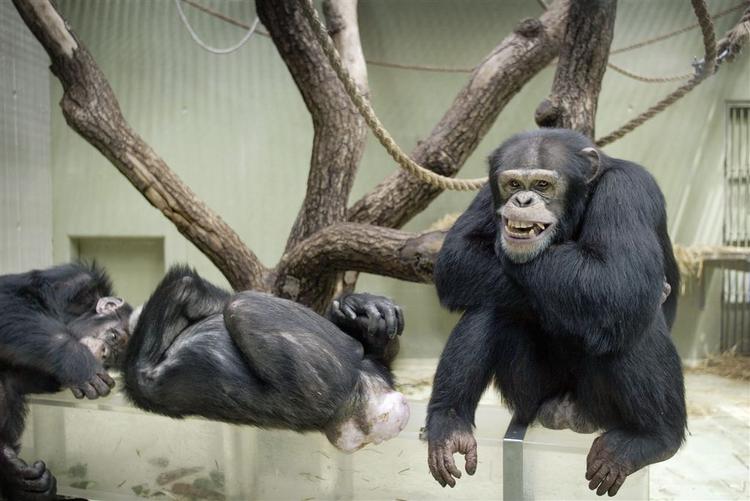Chimpanser er den oprindelige Karl Smart. 