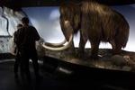 Mammut fra  Zoologisk Museum. 