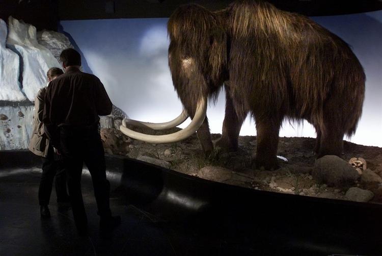 Mammut fra  Zoologisk Museum. 