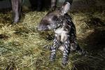 Tapir