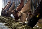 Dyrenes Beskyttelse kræver, at alle køer kommer på græs, og 112.257 danskere har med deres underskrift vist, at de er enige. 