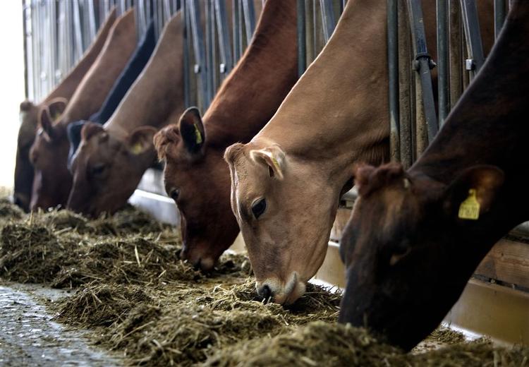 Dyrenes Beskyttelse kræver, at alle køer kommer på græs, og 112.257 danskere har med deres underskrift vist, at de er enige. 