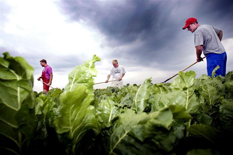 Planten bynke-ambrosie, truer danske pollenallergikere, og skal fjernes. Her er det almindeligt ukrudt, der bekæmpes. 