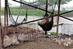 Vietnam og store dele af Asien har været hårdt ramt af fugleinfluenzaen. Nu frygtes virus at kunne overleve i raske dyr i Europa. 