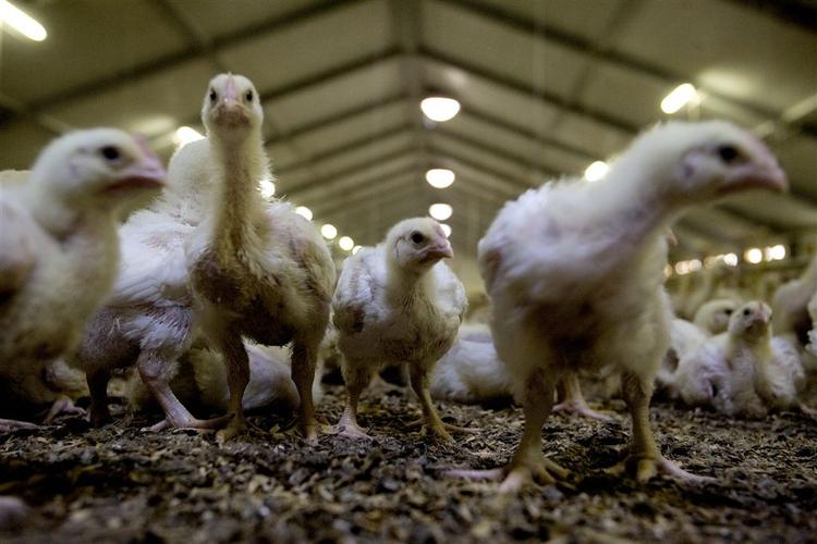 Danmark er blevet gode til at bekæmpe salmonellabakterien. 