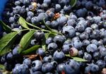 Farm Scene Blueberry Harvesters