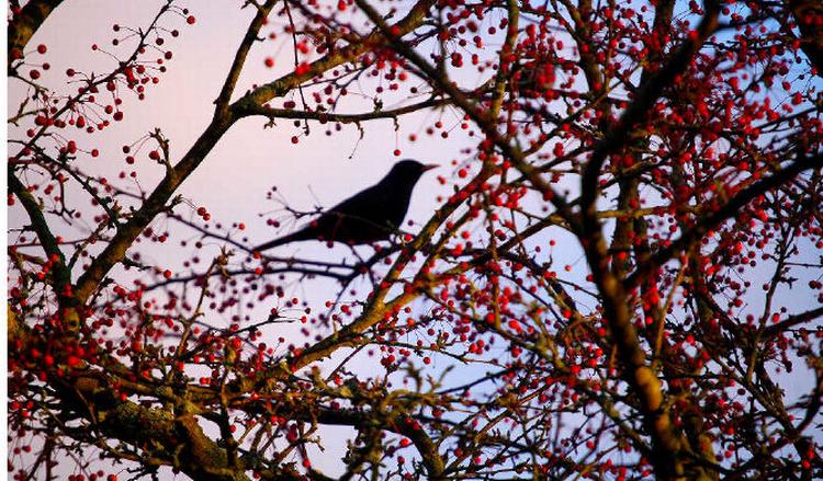 foderbræt. Paradisæbletræet har rigeligt med mad til, at solsorten kan klare sig længe. Foto: Søren ryge Petersen 