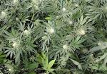 Det er stoffet cannabidiol som med tiden kan komme til at erstatte kemoterapi. 