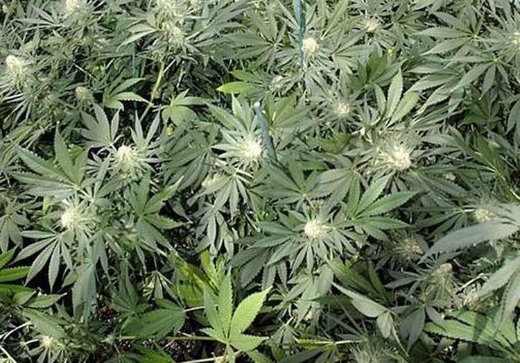 Det er stoffet cannabidiol som med tiden kan komme til at erstatte kemoterapi. 