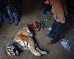 En tiger i en kinesisk zoo blev spist af kammeraterne på grund af sult. 