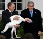 Pyha. Præsident George W. Bush adopterer så vidt vides ikke selv kalkuner, men han plejer at benåde enkelte eksemplarer. Her ånder kalkunen Flyer fra sidste år lettet op. Foto: Pablo Martinez Monsivais/AP 