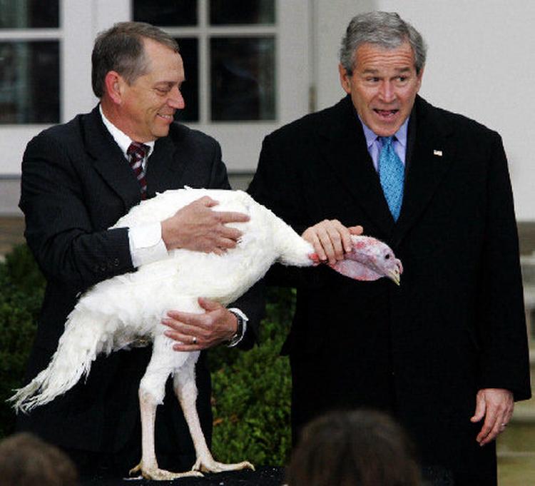 Pyha. Præsident George W. Bush adopterer så vidt vides ikke selv kalkuner, men han plejer at benåde enkelte eksemplarer. Her ånder kalkunen Flyer fra sidste år lettet op. Foto: Pablo Martinez Monsivais/AP 