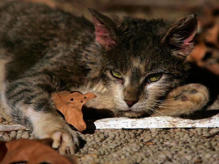 Katten Wild Oats tager sig et fortjent hvil efter tiden i et syltetøjsglas. 