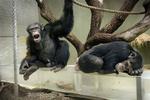 Tre unge chimpanser var bedst til at huske tal. Arkivfoto 