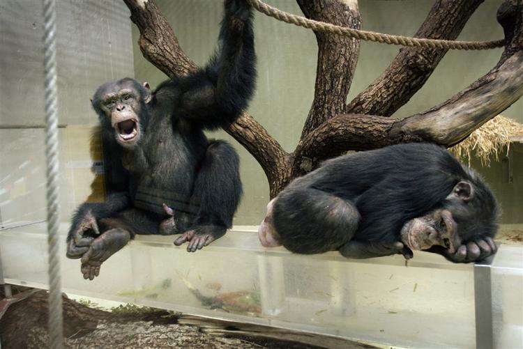 Tre unge chimpanser var bedst til at huske tal. Arkivfoto 